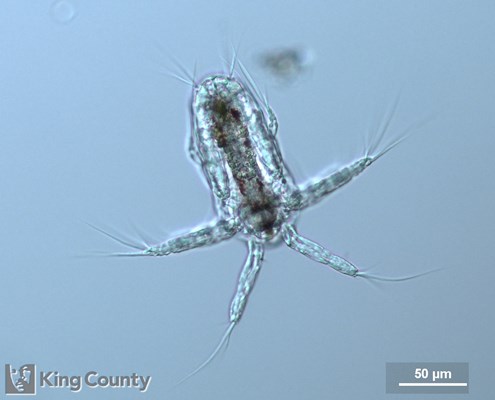 Photo of Copepoda: larval stages
